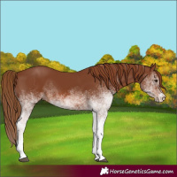 Horse Color:Unknown 