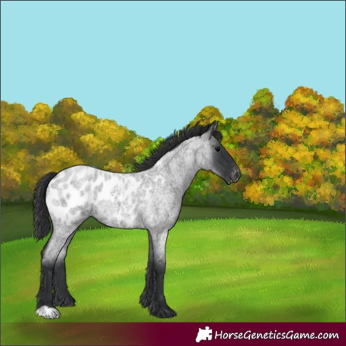 Horse Color:Unknown 