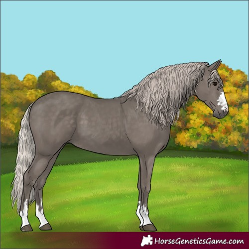 Horse Color:Silver Black