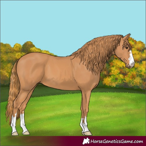 Horse Color:Chestnut 