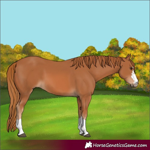 Horse Color:Unknown 