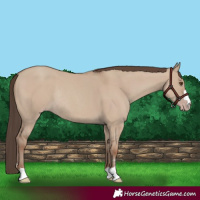 Horse Color:Classic Champagne Dun Rabicano 