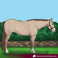 Horse Color:Classic Champagne Dun Rabicano