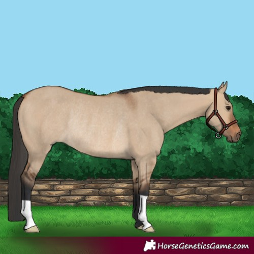 Horse Color:Bay Dun Rabicano