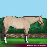 Horse Color:Bay Dun Rabicano