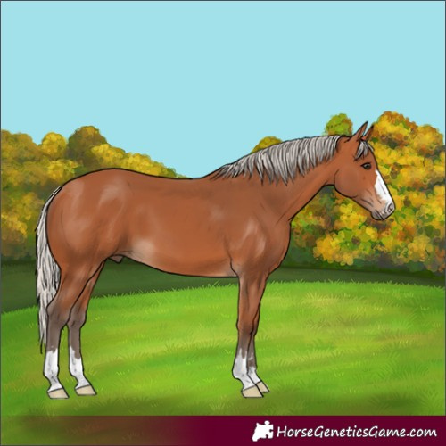 Horse Color:Silver Bay 