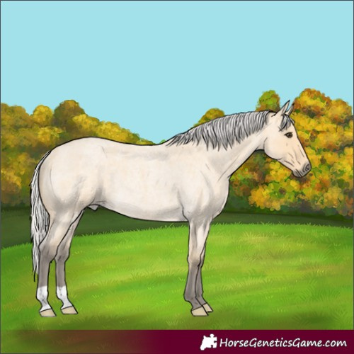 Horse Color:Silver Buckskin Roan Rabicano 