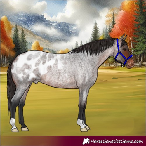 Horse Color:Bay Roan Blanket