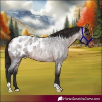 Horse Color:Bay Roan Appaloosa 