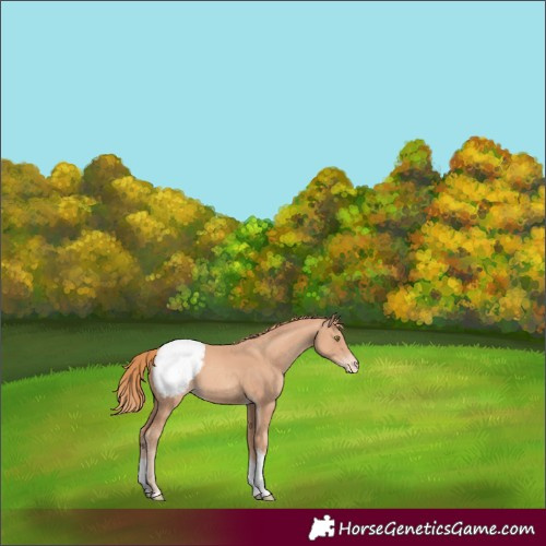 Horse Color:Gold Champagne Tobiano Snowcap 
