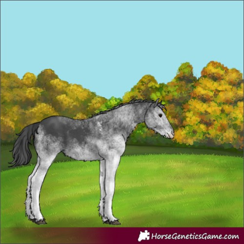 Horse Color:White Spotted Black Rabicano 