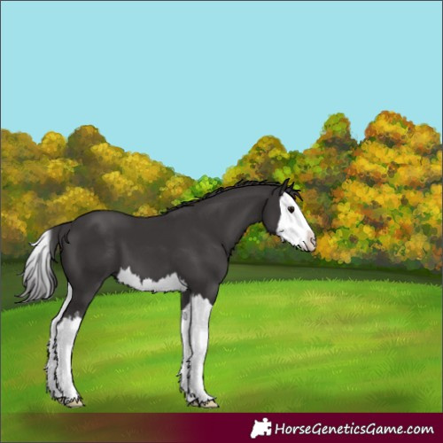 Horse Color:Smoky Black Splash 