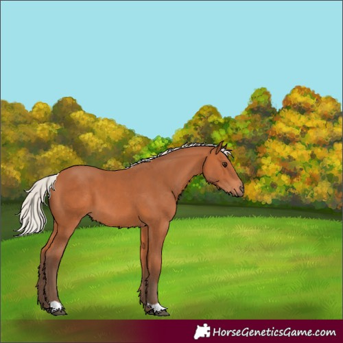 Horse Color:Silver Bay 