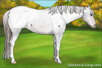 Horse Color:Brown Appaloosa 