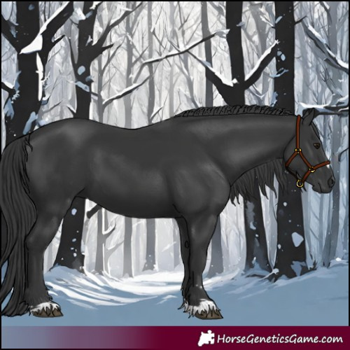Horse Color:Black 