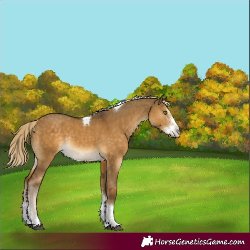 Horse Color:Chocolate Palomino Dun Sabino Tobiano Rabicano 