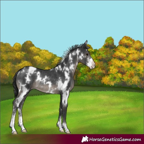 Horse Color:White Spotted Black Sabino Varnish Rabicano 