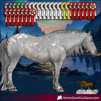 Horse Color:White Spotted Brown Appaloosa Rabicano and White Spotted Black Appaloosa