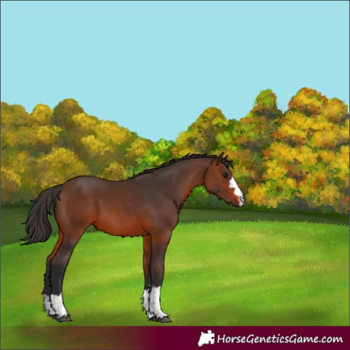 Horse Color:Brown 