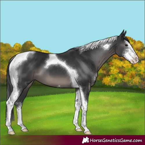 Horse Color:Black Sabino Tobiano 