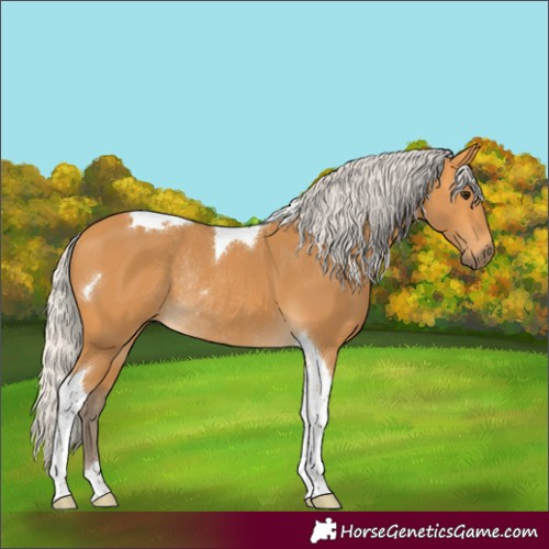 Horse Color:Silver Buckskin Tobiano Rabicano 