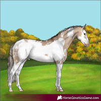 Horse Color:White Spotted Bay Dun Splash Frame Appaloosa