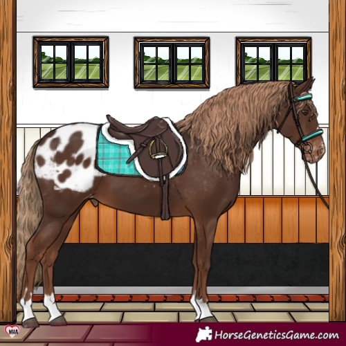 Horse Color:Liver Chestnut Appaloosa 