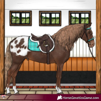 Horse Color:Liver Chestnut Appaloosa