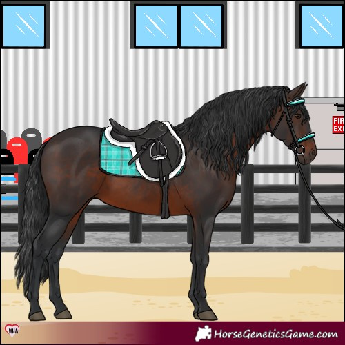 Horse Color:Brown 