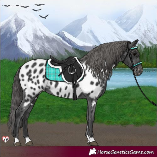 Horse Color:Black Appaloosa 
