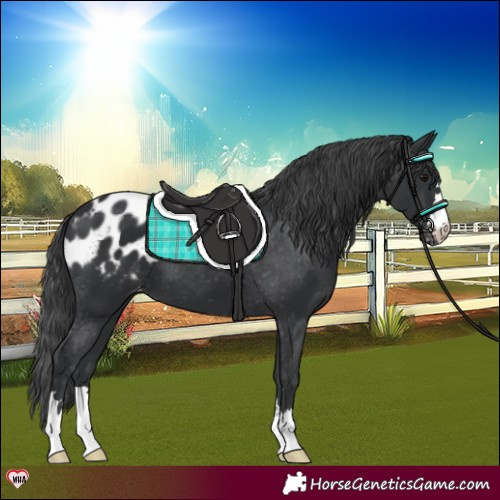 Horse Color:Black Appaloosa 
