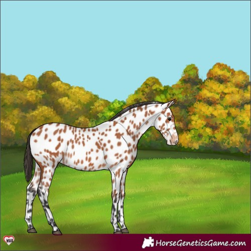 Horse Color:Bay Appaloosa 