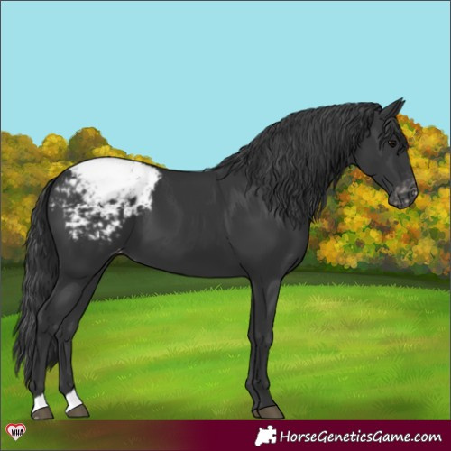 Horse Color:Black Appaloosa