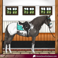 Horse Color:Smoky Black Near Fewspot
