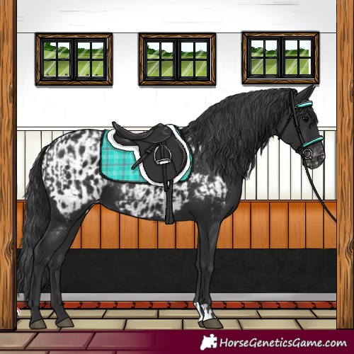 Horse Color:Black Varnish  and Black Near Leopard 