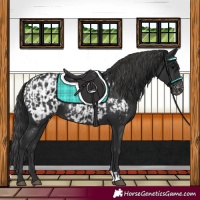 Horse Color:Black Appaloosa  and Black Appaloosa 