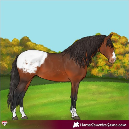 Horse Color:Brown Appaloosa