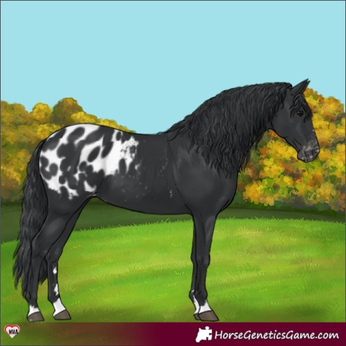 Horse Color:Black Appaloosa