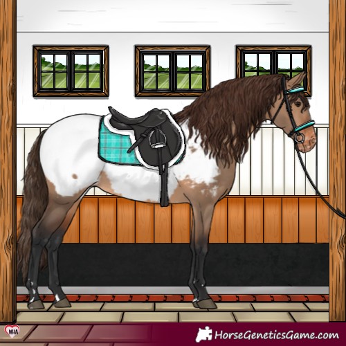 Horse Color:Brown Dun Appaloosa 