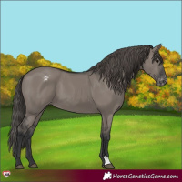 Horse Color:Grullo Varnish 