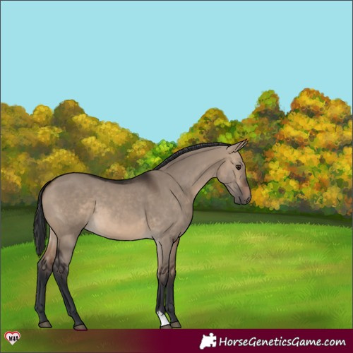 Horse Color:Brown Dun 