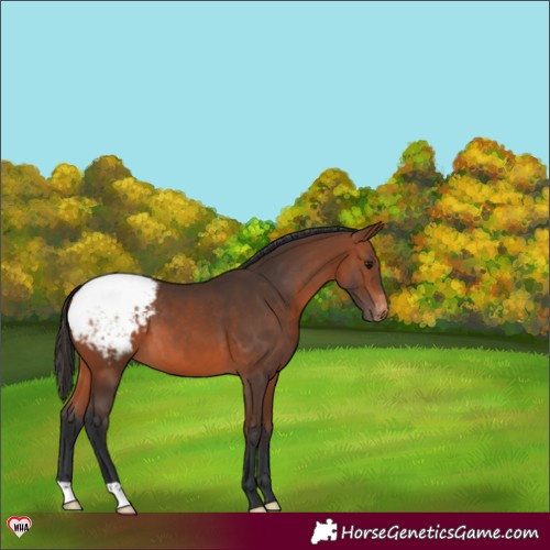 Horse Color:Bay Snowcap 