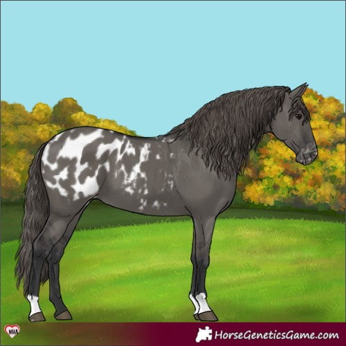 Horse Color:Grullo Appaloosa