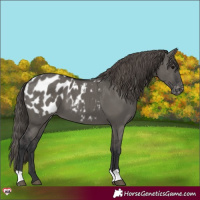 Horse Color:Grullo Blanket 