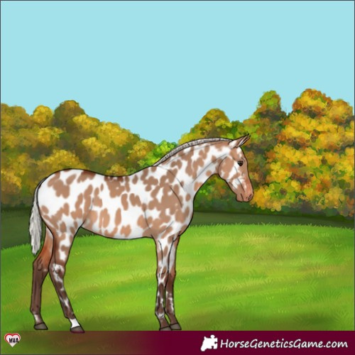 Horse Color:Silver Brown Dun Appaloosa 