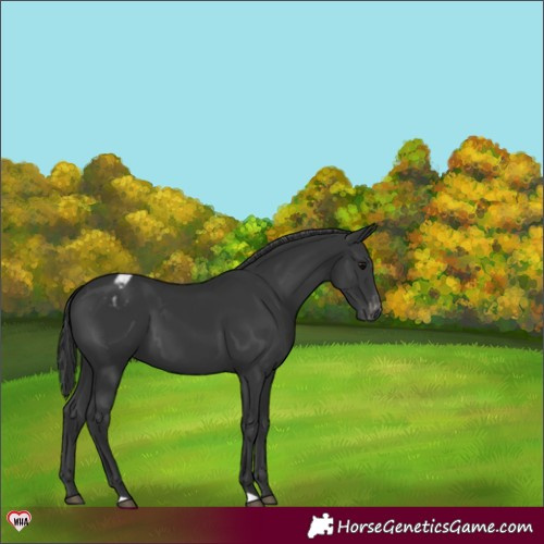 Horse Color:Black Appaloosa 