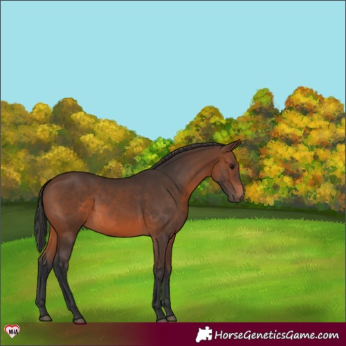 Horse Color:Brown 