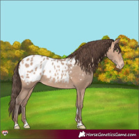 Horse Color:Amber Champagne Appaloosa 