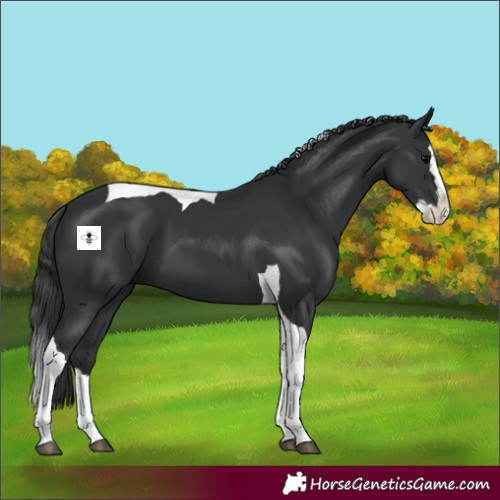 Horse Color:Black Splash Tobiano