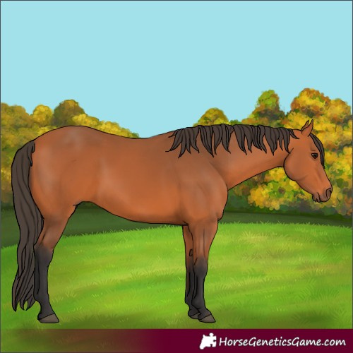 Horse Color:Unknown 